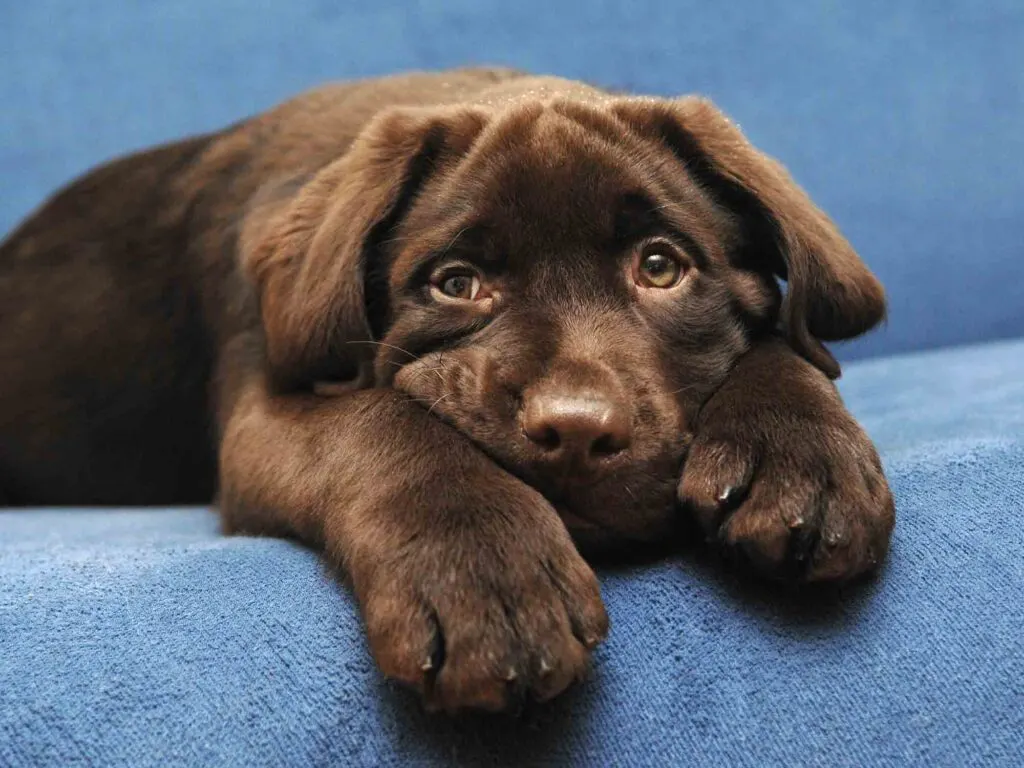 brown chocolate labrador puppy