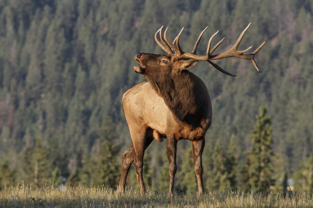 brown elk bull