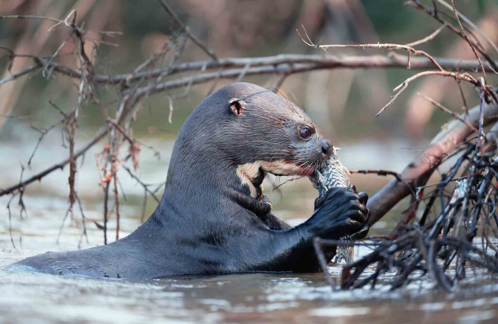 giant brown river otter
