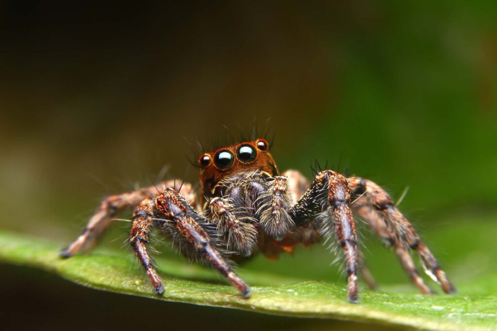 Brown Jumping Spider