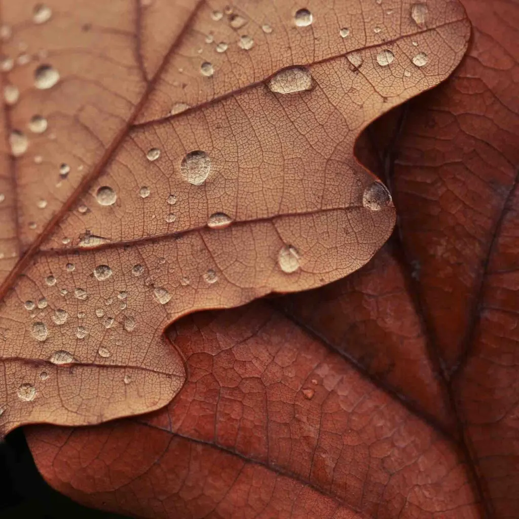 dried brown leaves