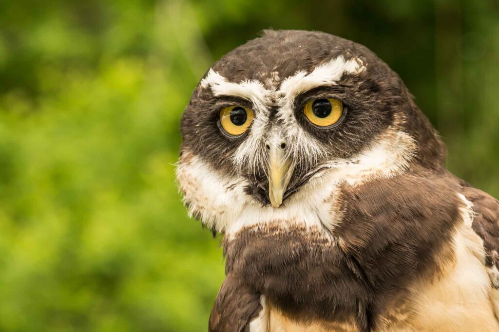 Brown Spectacled Owl