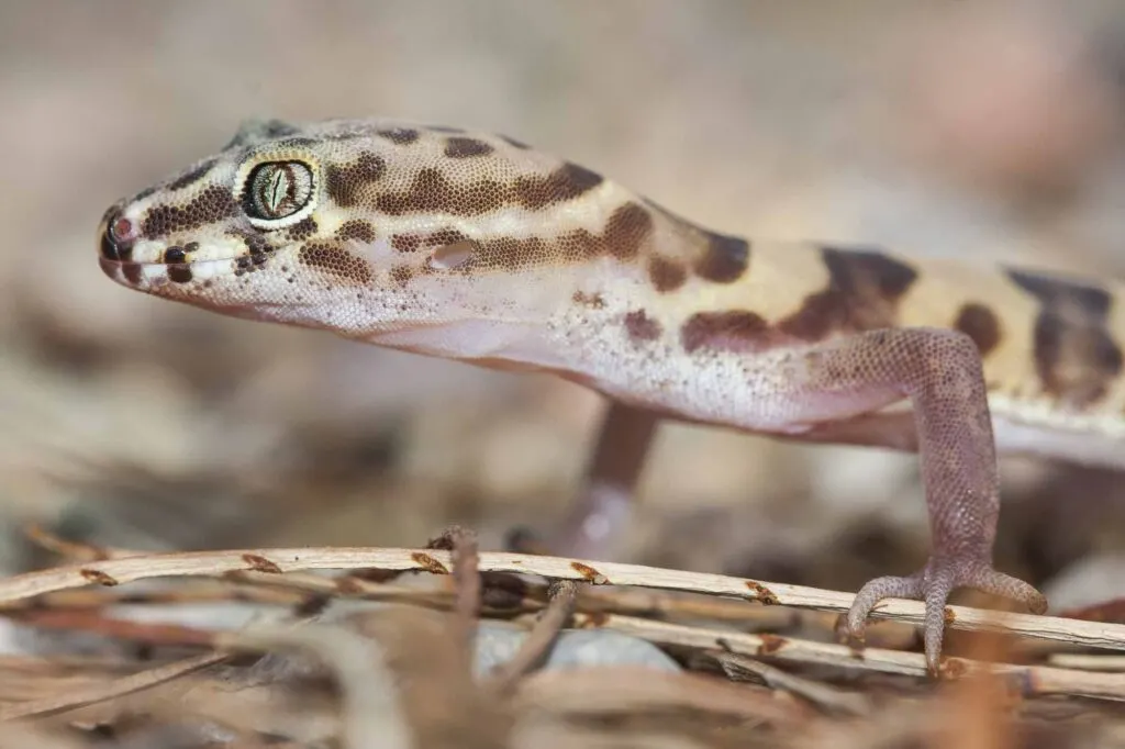 Brown Western Banded Gecko