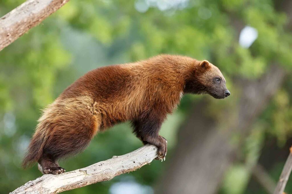 brown wolverine