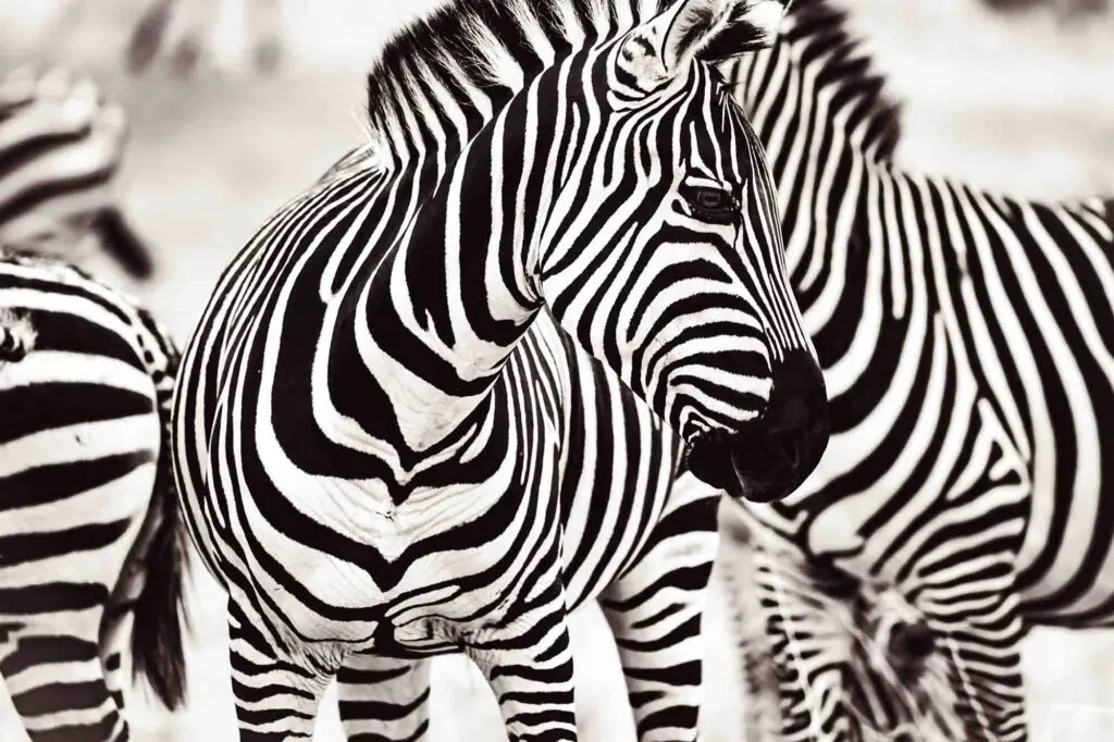 Monochrome, black and white, zebra