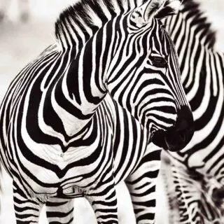Monochrome, black and white, zebra