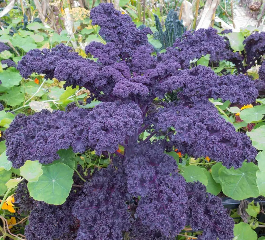 Purple Leafed 'Redbor' Kale