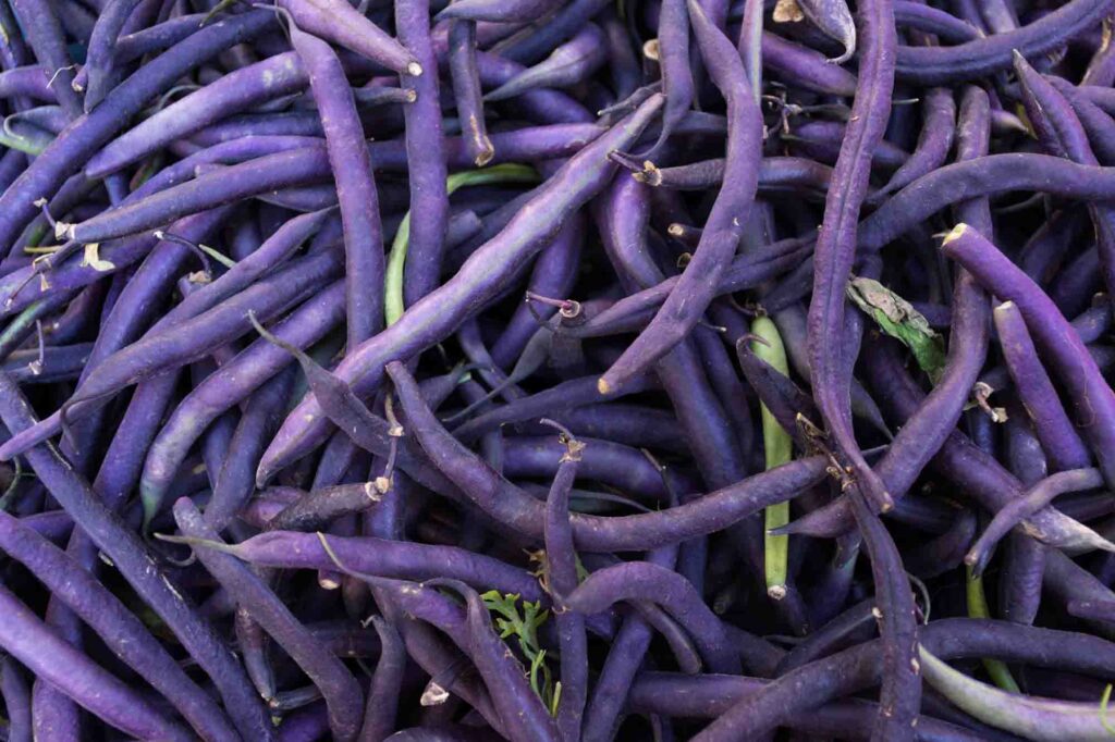 Purple royal Burgundy green beans