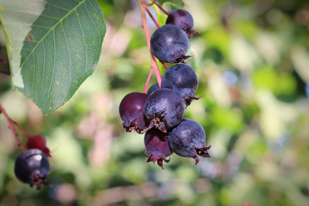 Purple saskatoon berries drooping from a branch stem