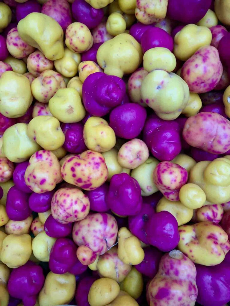 Purple Ulluco tubers also known as unicorn poo, earth gems, or rainbow potatoes