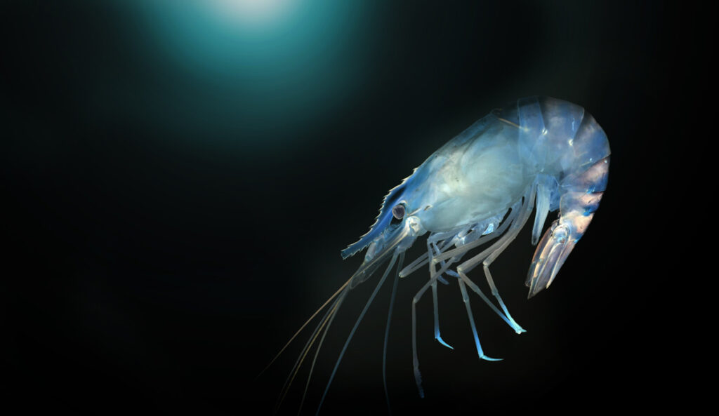 blue shrimp in dark ocean