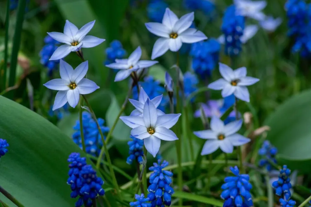 Wisley Blue spring starflower