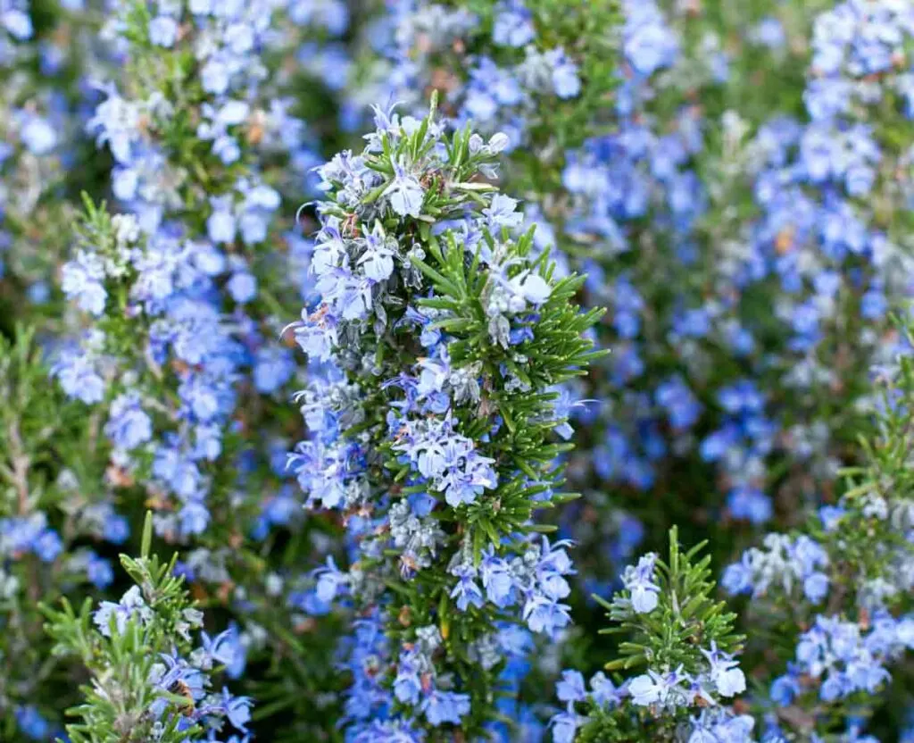 Blossoming Blue Rosemary
