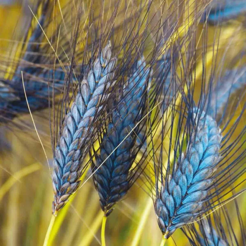Utrecht blue wheat