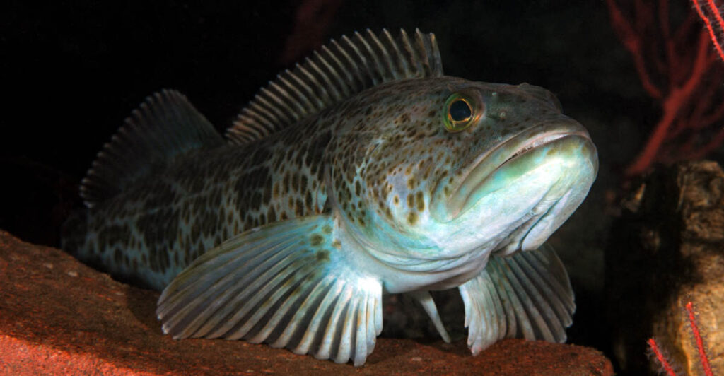 Blue Lingcod fish resting on the barge