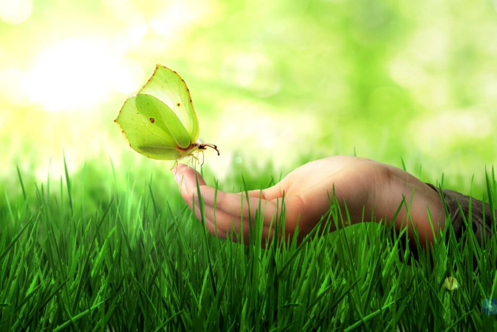 Green Butterfly in hand on grass