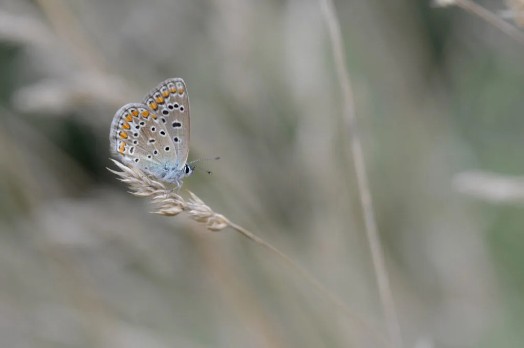 Common blue gray butterfly on a dry plant