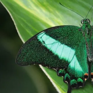 Emerald Swallow tail butterfly sitting on green leaf