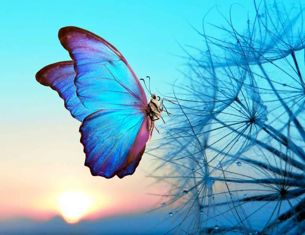 Morpho Blue butterfly on dandelion