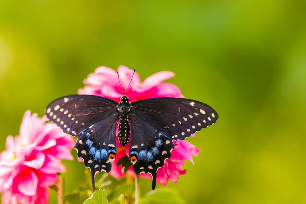 North American Black Swallowtail Butterfly on pink flower