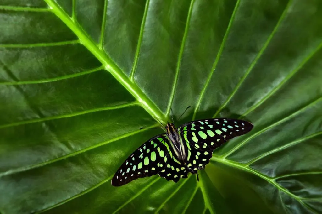 Green butterfly