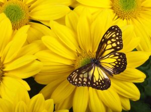 Yellow Butterfly Meaning And Symbolism (2023) • Colors Explained