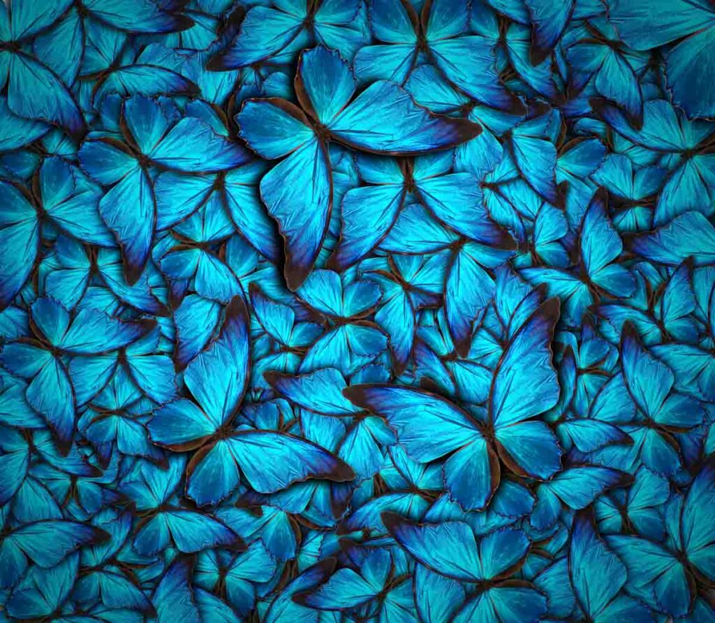 Blue butterfly background