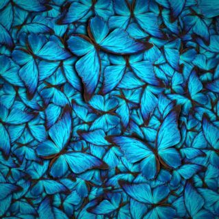 Blue butterfly background