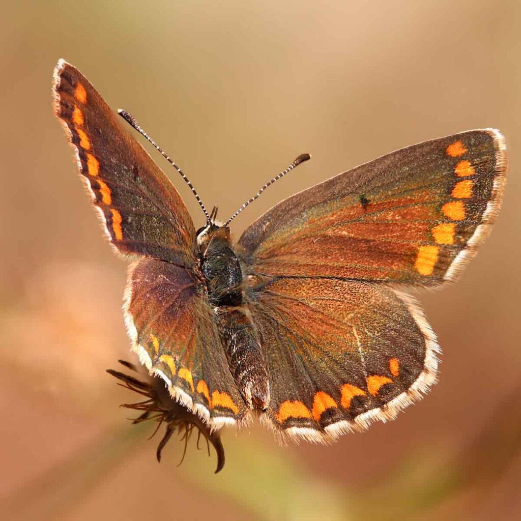 Macro photo of a brown butterfly