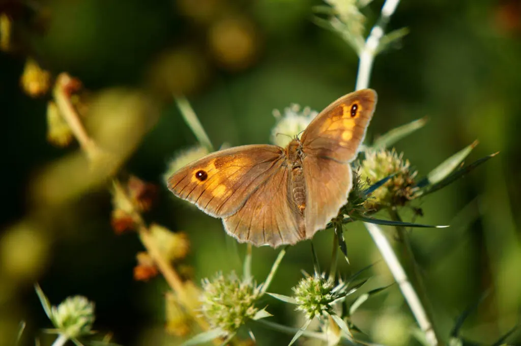 brown butterfly in a field