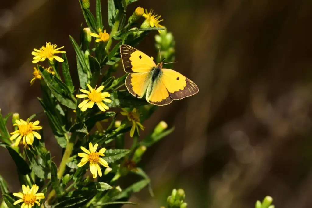 Yellow butterfly on flowers