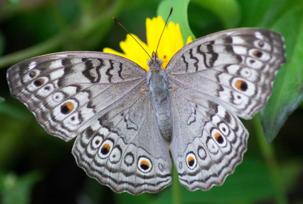Have you seen a gray butterfly? Here's its meaning!