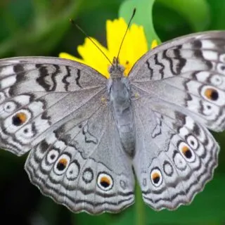gray butterfly sits on a yellow flower
