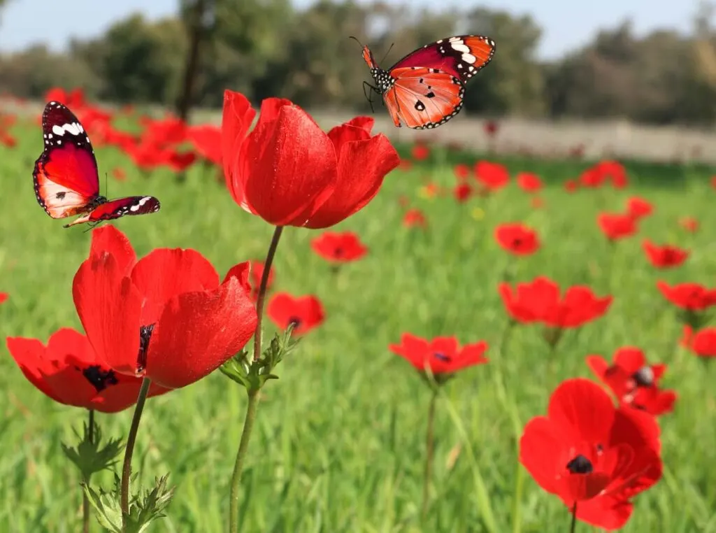 Red butterfly on wild flowers