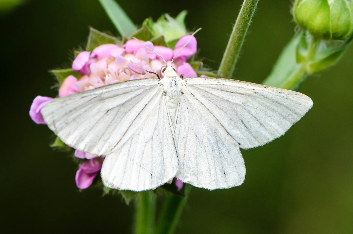 white butterfly sits on pink flower