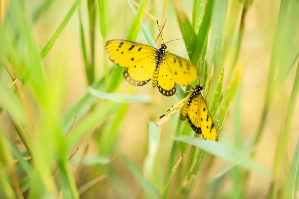 Yellow butterfly on green field