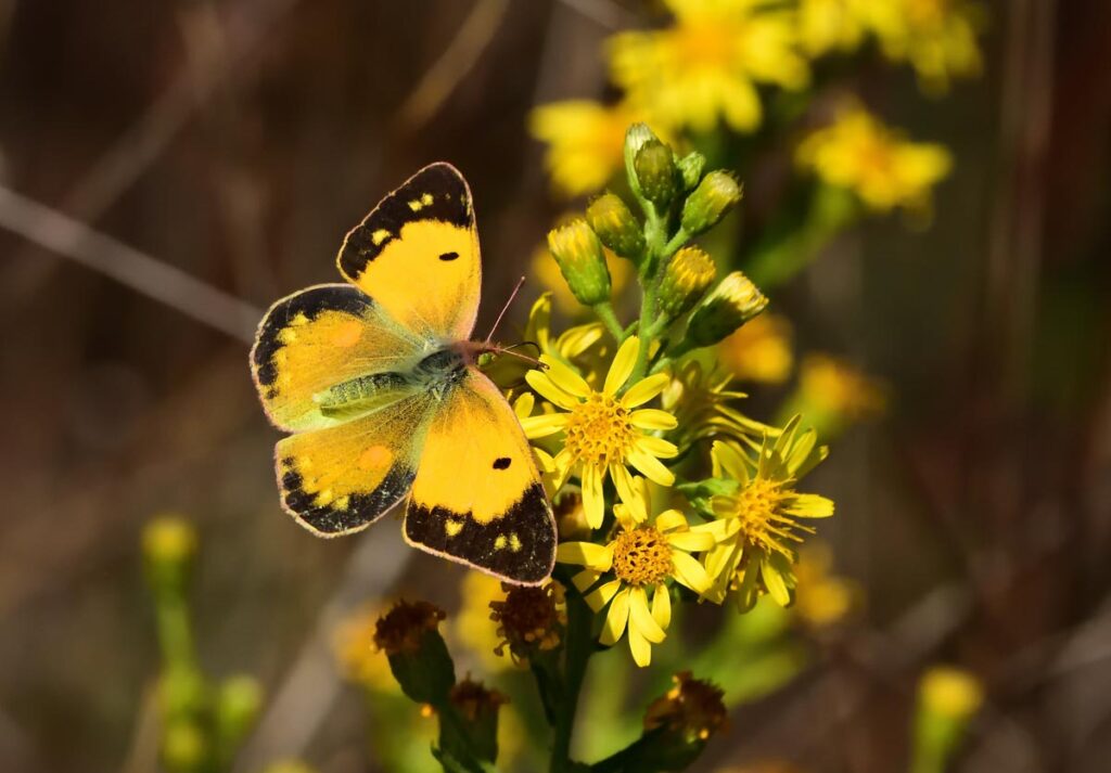 Yellow butterfly on wild flowers
