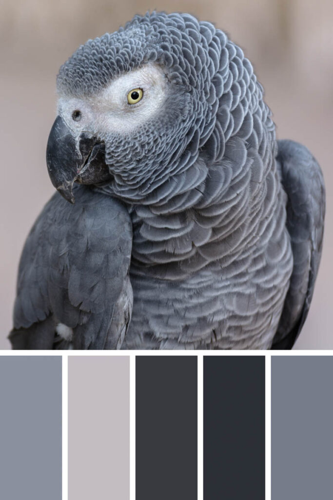 Collage of gray palette