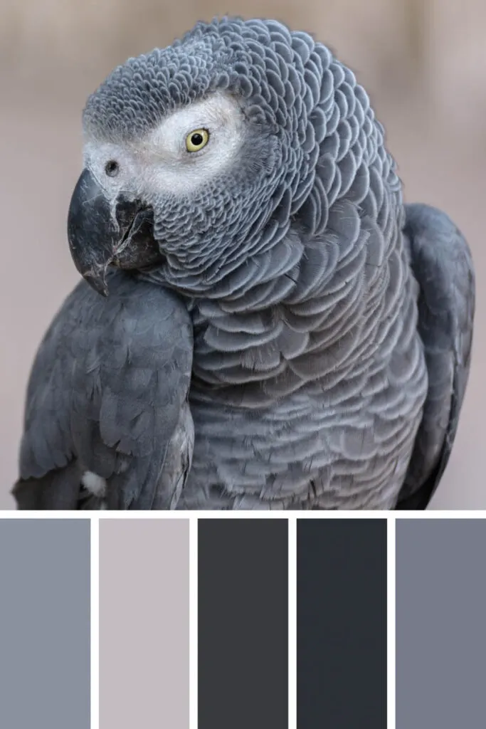 Collage of gray palette