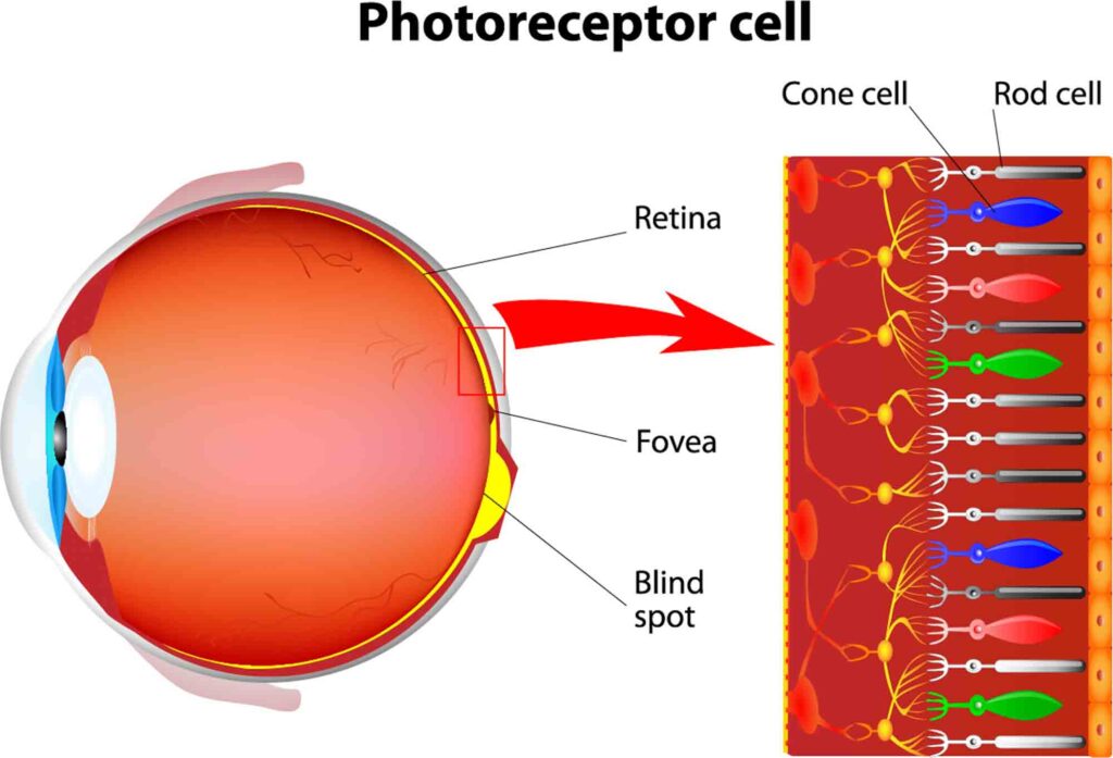 Photoreceptor cells in the eye that allow us to see color