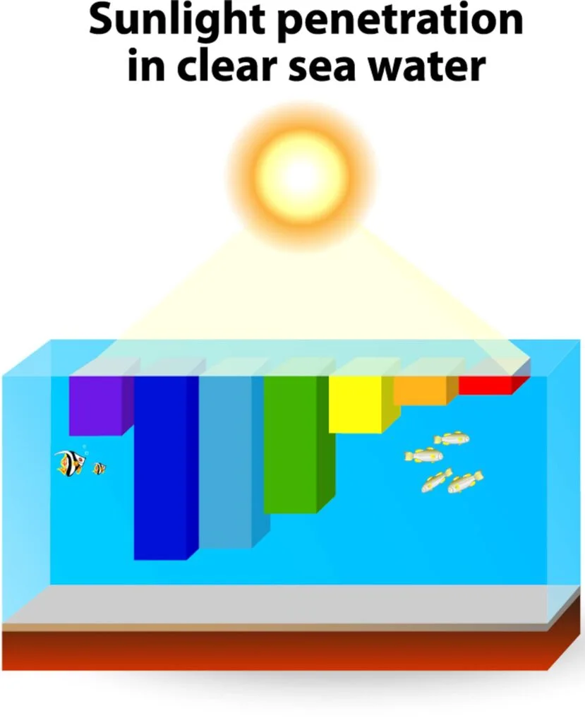 Sunlight absorption in the ocean
