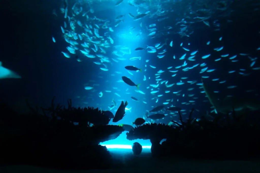 Beautiful deep blue sea and fish