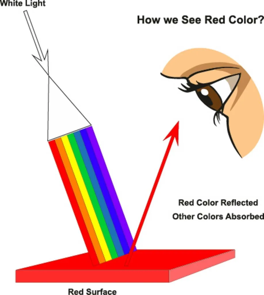 How we see color: Color reflected and absorbed on a surface and perceived by the human eye